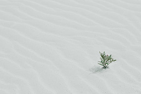 green plant thumbnail