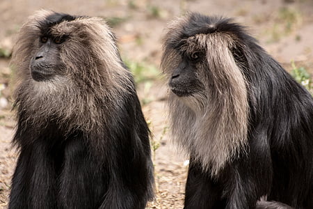 two black monkeys thumbnail