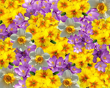 yellow primroses, purple crocus flowers, and white-and-yellow daffodils wallpaper thumbnail
