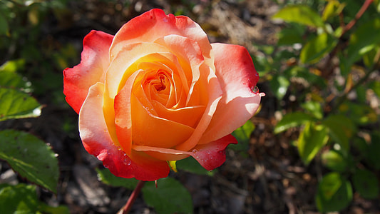 close-up photo of red and yellow rose thumbnail