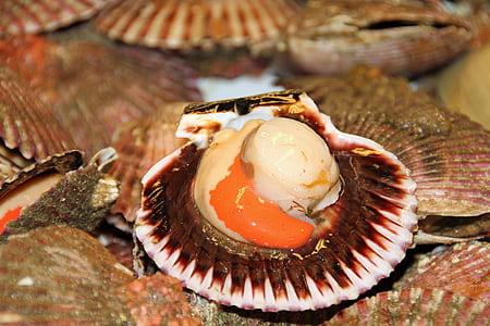 selective focus photography of seashell thumbnail