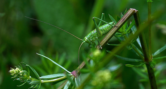 selective focus photography of green grasshopper on twig thumbnail