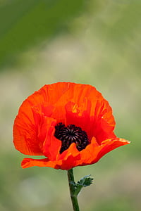 close-up photography of orange Shirley poppy flower thumbnail