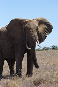 photography of brown elephant during daytime thumbnail