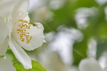 selective-focus photography of white petaled flower thumbnail