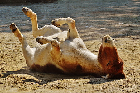 photo of brown calf cow laying on ground thumbnail