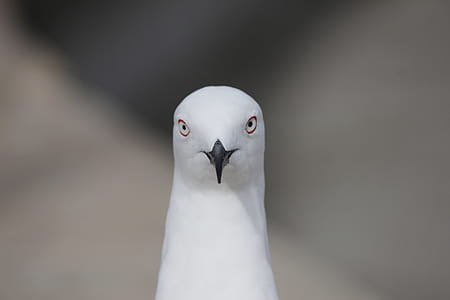 selective focus photography of white bird thumbnail