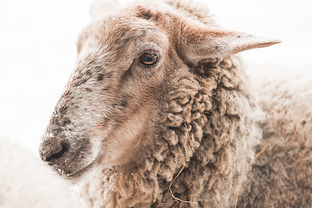 Portrait of Sheep in Winter thumbnail