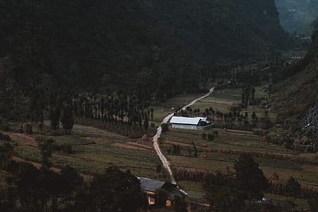 landscape photography of trees thumbnail