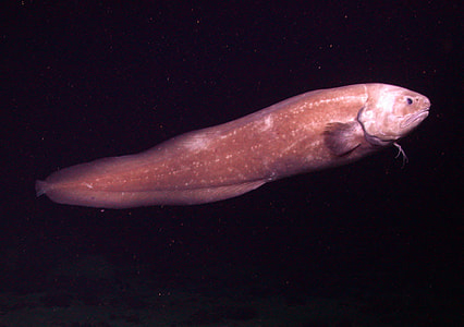 Pudgy cusk-eel - Spectrunculus grandis thumbnail