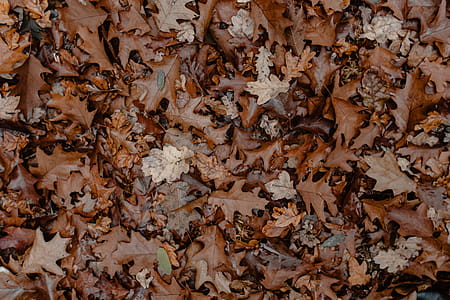 Autumn walk to the forest in foggy weather thumbnail