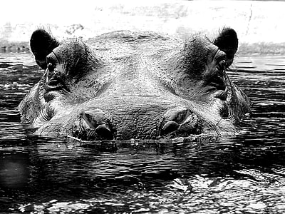 grayscale photo of hippopotamus thumbnail