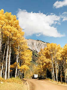 pathway between yellow leafed trees near mountain thumbnail