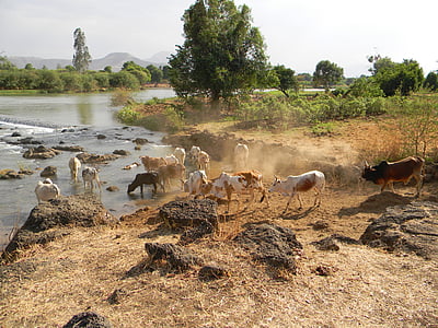 assorted-color cattle beside river during daytime thumbnail
