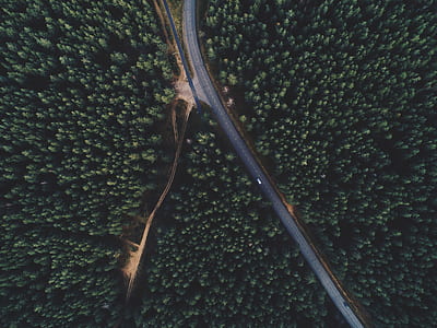 aerial photography of road between tree thumbnail