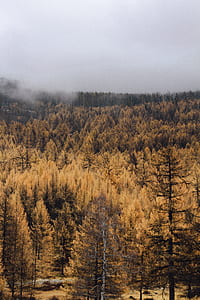 landscape photography of brown trees under cloudy sky thumbnail