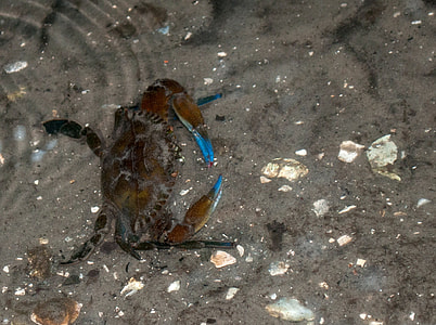 Rugose swimming crab in the water - Callinectes exasperatus thumbnail