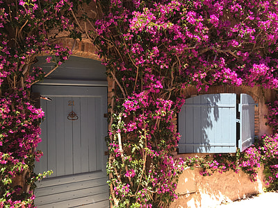 gray wooden door surrounded with pink flowers thumbnail