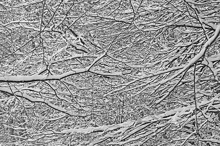 gray bare trees thumbnail