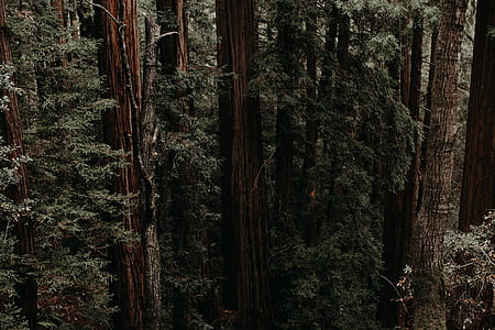 green trees thumbnail
