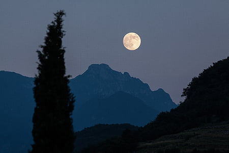 silhouette of pine tree under the moon thumbnail