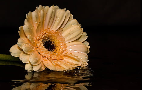 macro photography of beige petaled flower plant with droplet of waters thumbnail