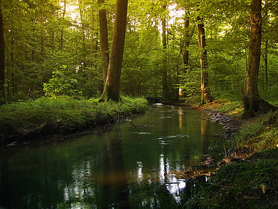 body of water between green leaf trees thumbnail
