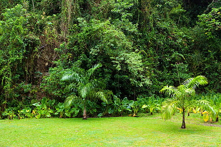 green plants and trees on forest thumbnail