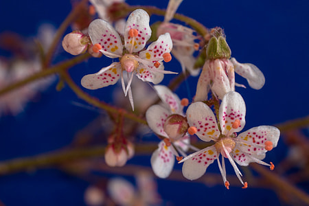 Saxifraga Cuneifolia thumbnail