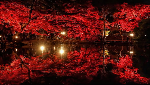 red trees and light reflected on body of water during night time thumbnail