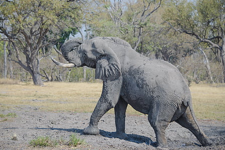 elephant walking on ground thumbnail