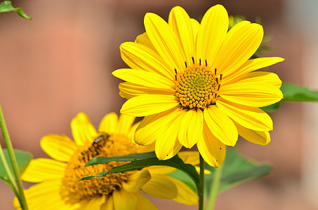 selective focus photography of sunflower thumbnail
