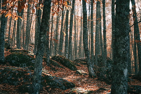 forest during daytime thumbnail