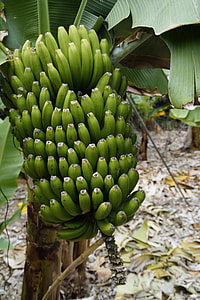 Banana Plantation, Banana Cultivation thumbnail
