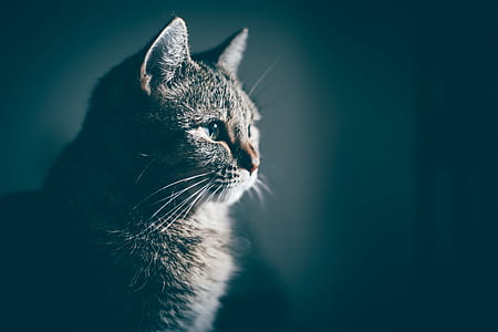tilt shift photography of gray cat thumbnail