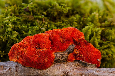 close-up photo of red mushrooms thumbnail
