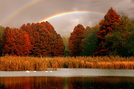 forest under rainbow thumbnail