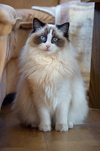 long-haired white cat beside sofa thumbnail
