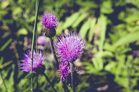 nature, flowers, blur, plants thumbnail