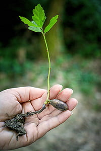 Person Holding Green Plant thumbnail