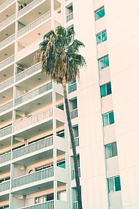 coconut tree near white building thumbnail
