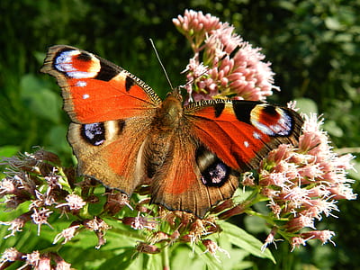 peacock butterfly perched on pink petaled flower in closeup photography thumbnail