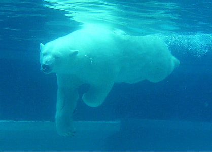 Polar Bear swimming under the water thumbnail