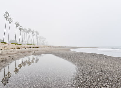 reflection of inline coconut trees by the beach thumbnail