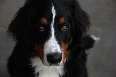 close-up photography of adult Bernese mountain dog thumbnail
