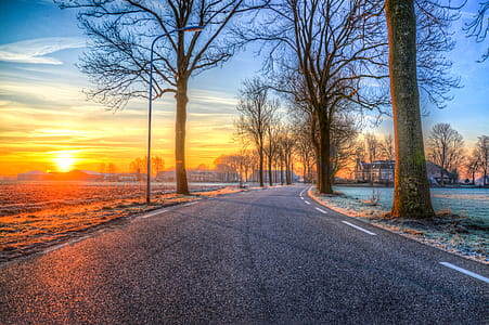 Bare Tree Near Road thumbnail