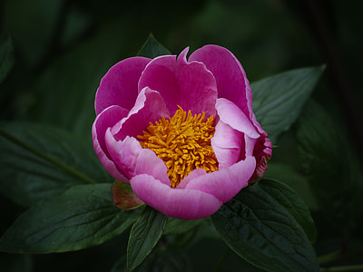 Peony, Herbaceous Peony thumbnail