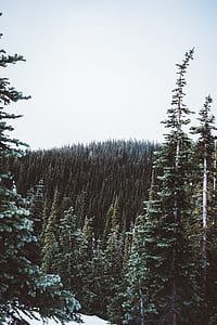 landscape photography of pine tree forest thumbnail