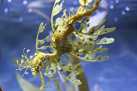 green seahorse underwater thumbnail