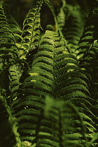 shallow focus photo of sword fern thumbnail